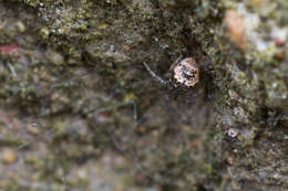 Image of Parasteatoda tabulata (Levi 1980)