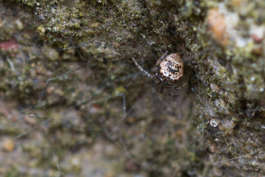 Image of Parasteatoda tabulata (Levi 1980)