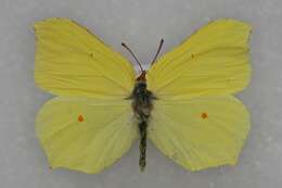 Image of brimstone