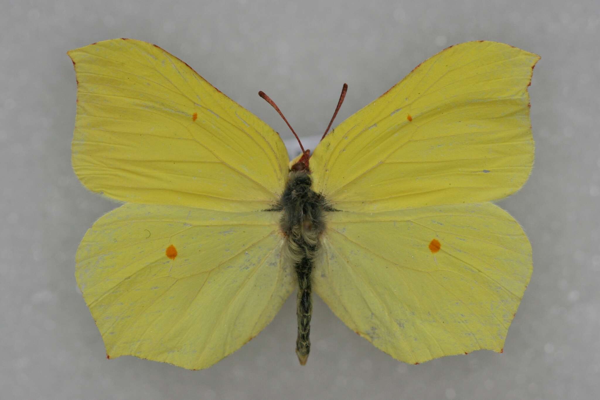 Image of brimstone