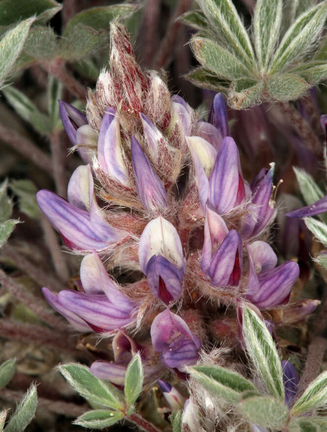 Image of stemless dwarf lupine