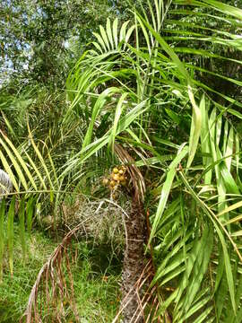 Leopoldinia pulchra Mart.的圖片