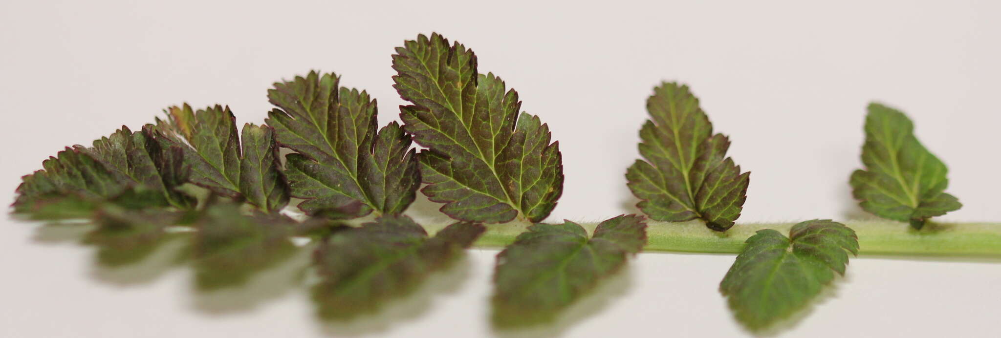 Image of musky stork's bill