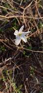 Image of Narcissus serotinus L.