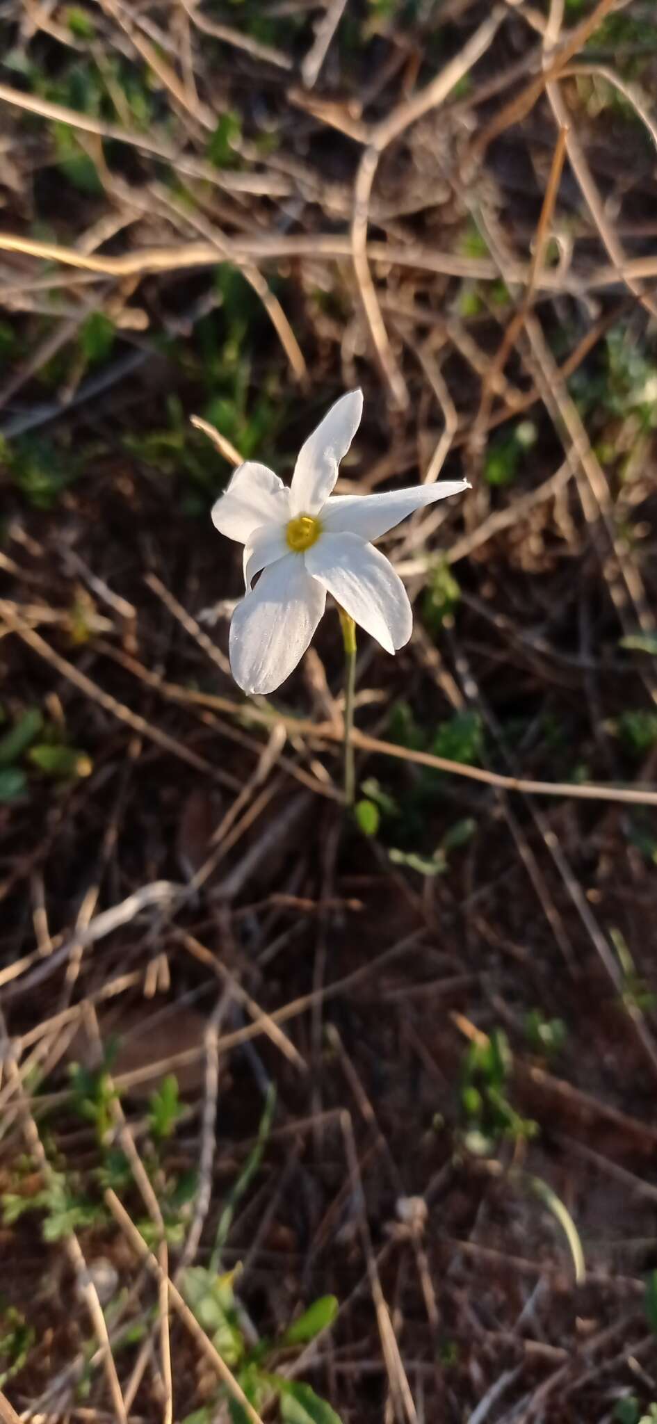 Image of Narcissus serotinus L.