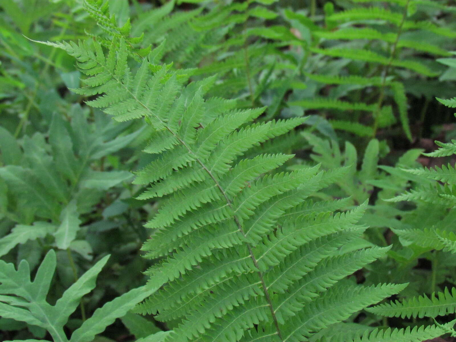 Image of Marsh Fern