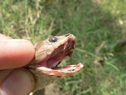 Image of Central Asian Cobra