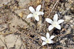 Image of Roella arenaria Schltr.