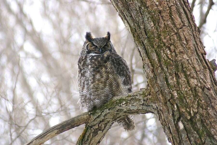 Image of Bubo virginianus heterocnemis (Oberholser 1904)