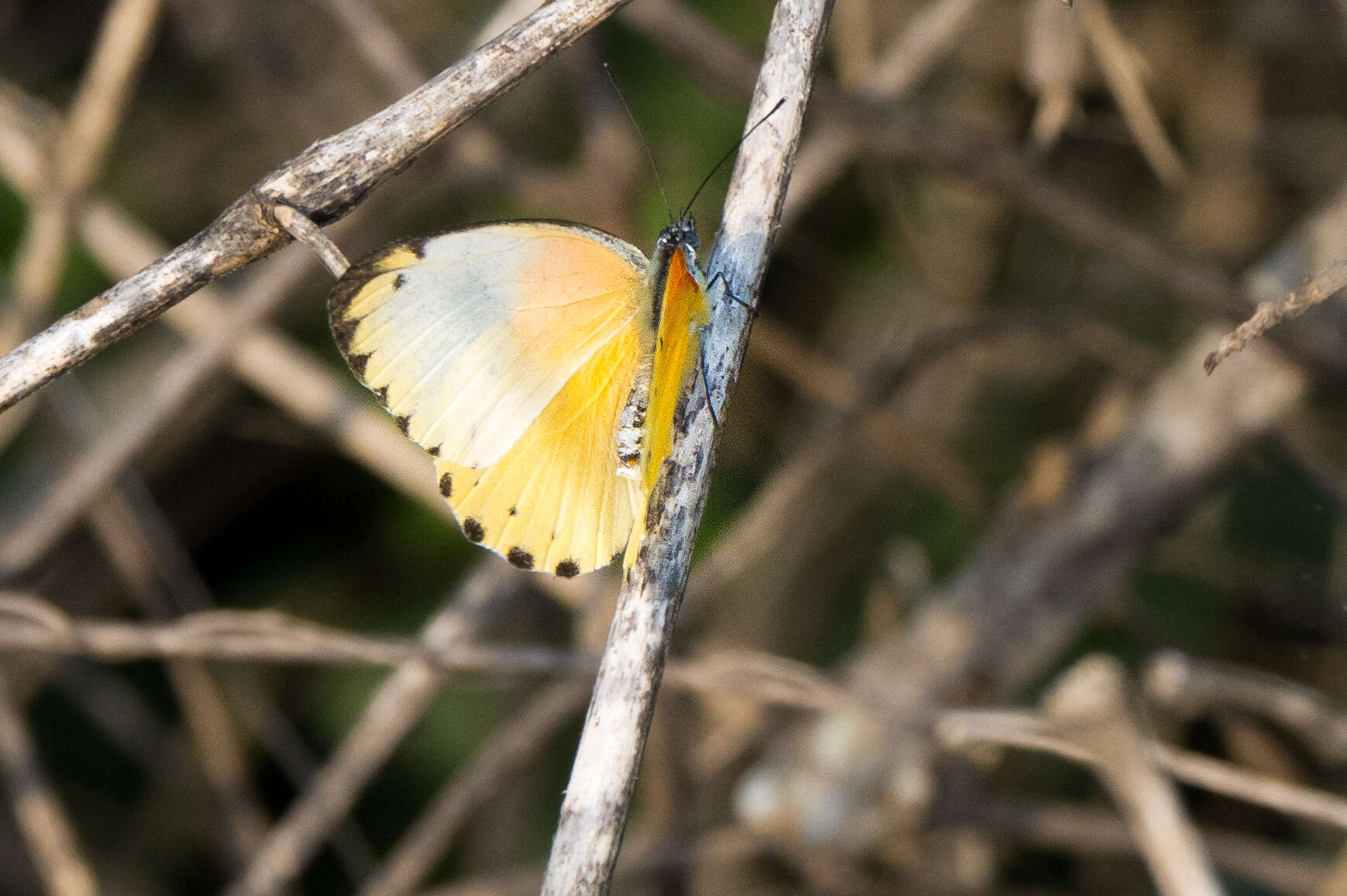 Слика од Belenois thysa (Hopffer 1855)