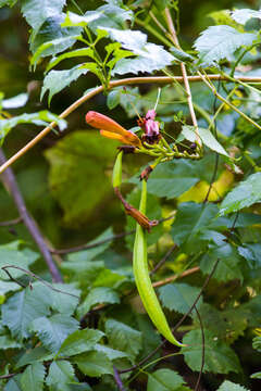 Image of trumpet creeper