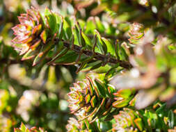 Image de Westringia rubiifolia R. Br.