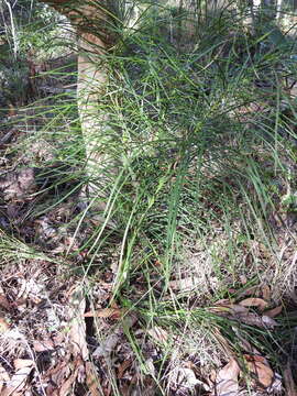 Image of Cycad