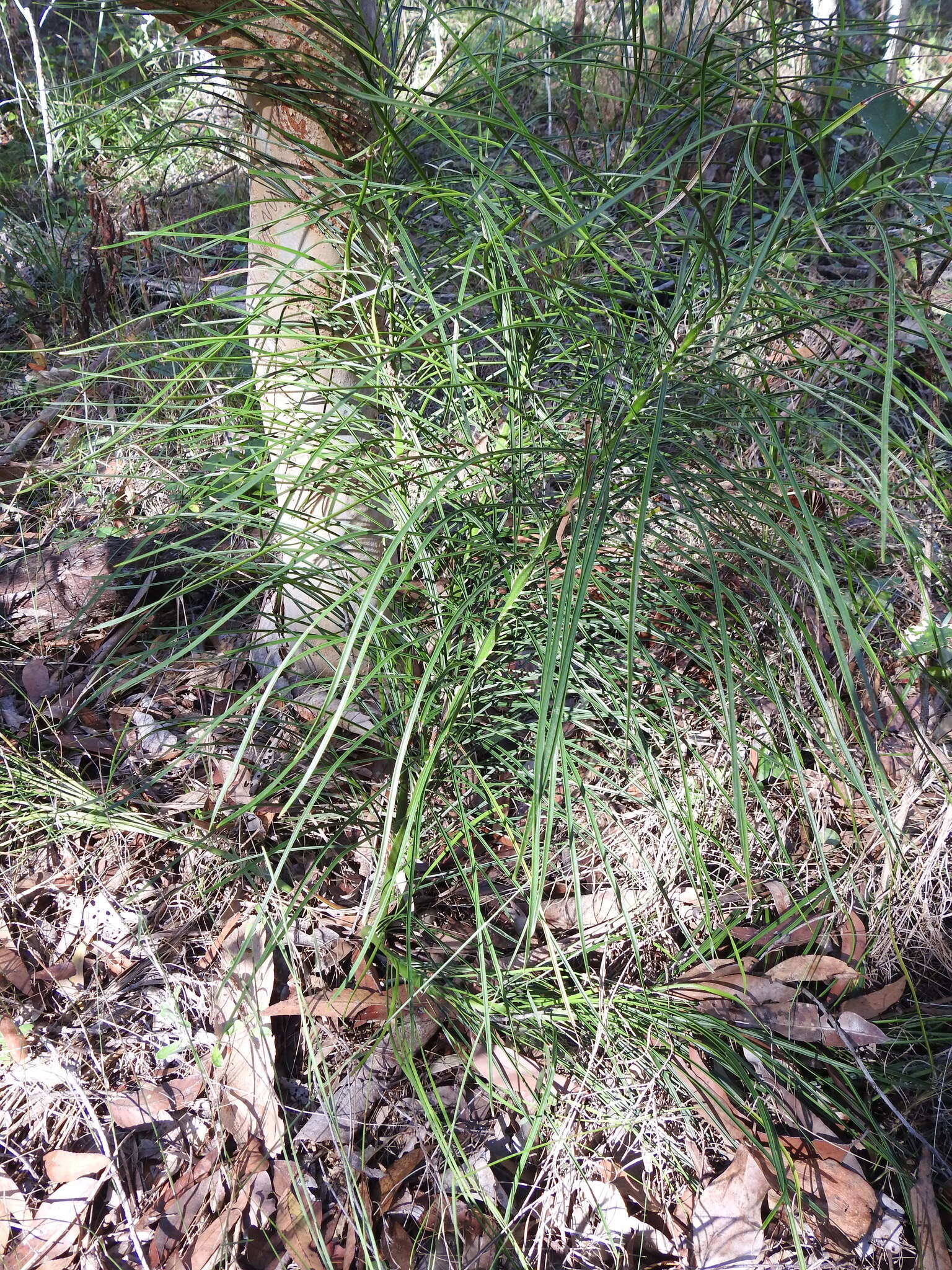 Image of Cycad