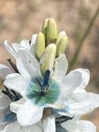 Image of Ixia longistylis (M. P. de Vos) Goldblatt & J. C. Manning