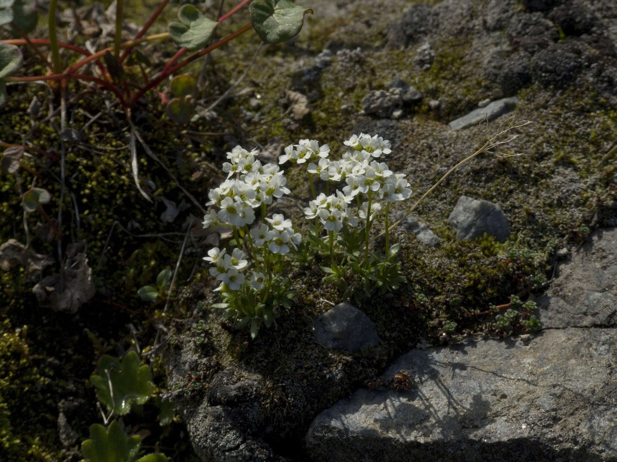 Image of Austrian draba