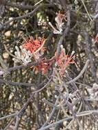 Image of Amyema linophylla (Fenzl) Tieghem