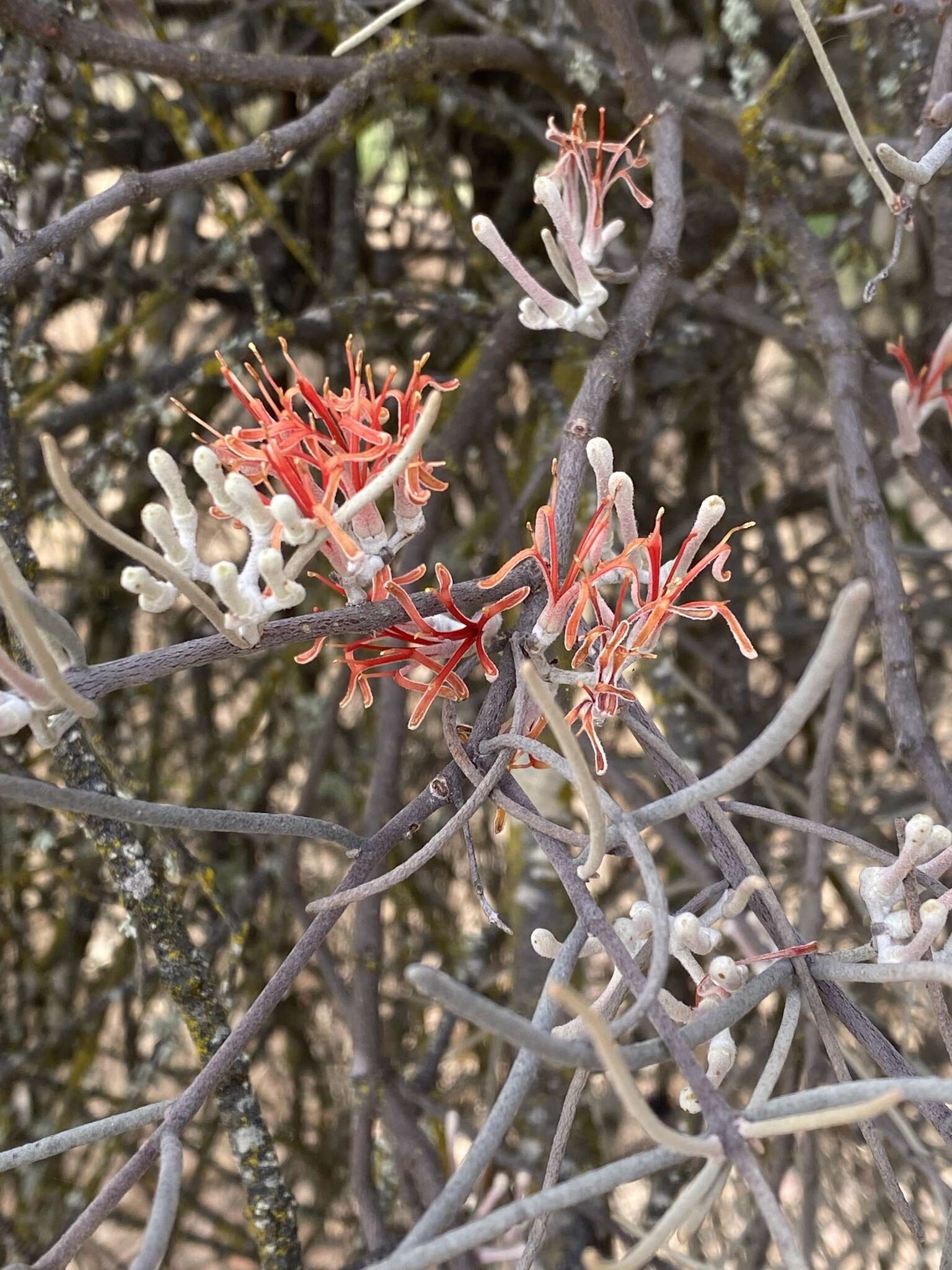 Amyema linophylla (Fenzl) Tieghem的圖片