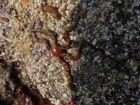 Image of Common brittlestar