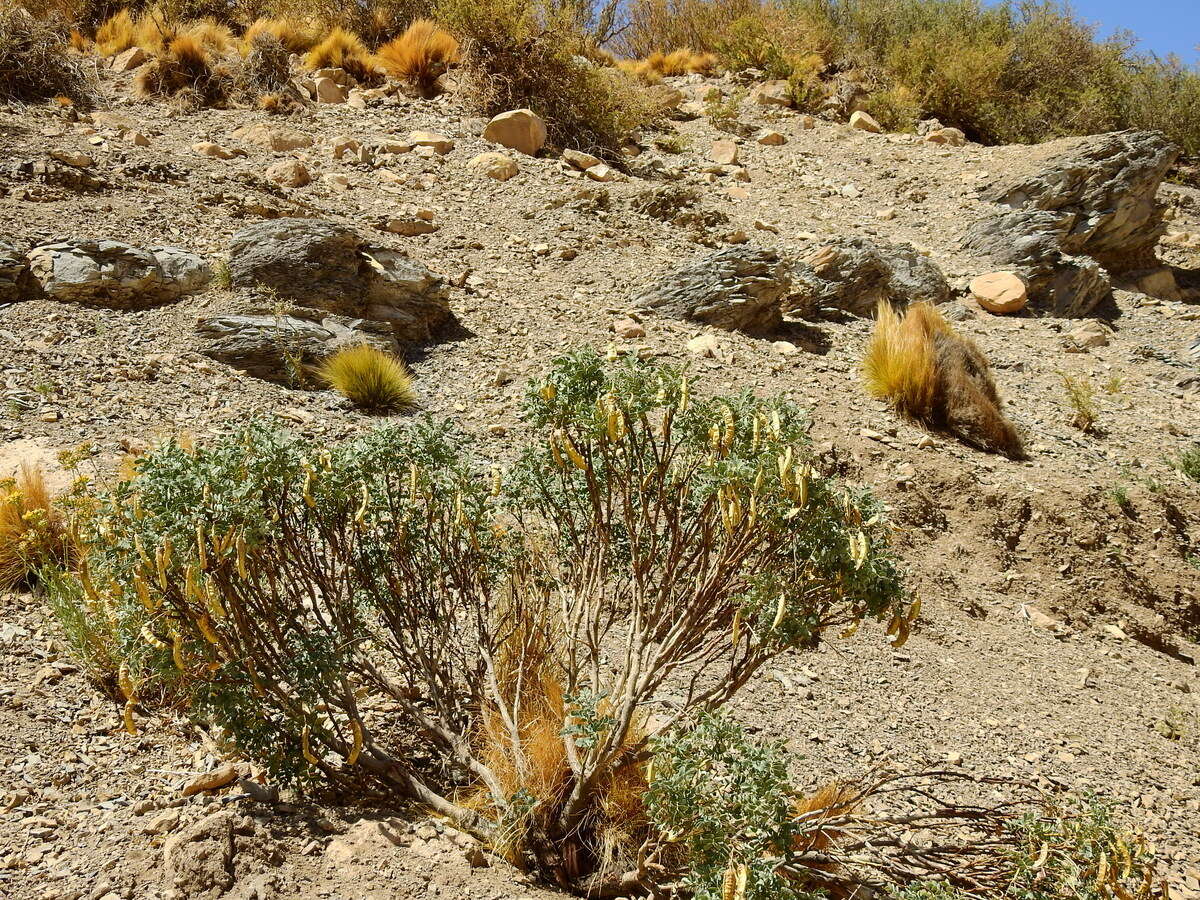 Image of Senna arnottiana (Hook.) H. S. Irwin & Barneby