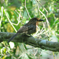 Image of Crescent-chested Puffbird