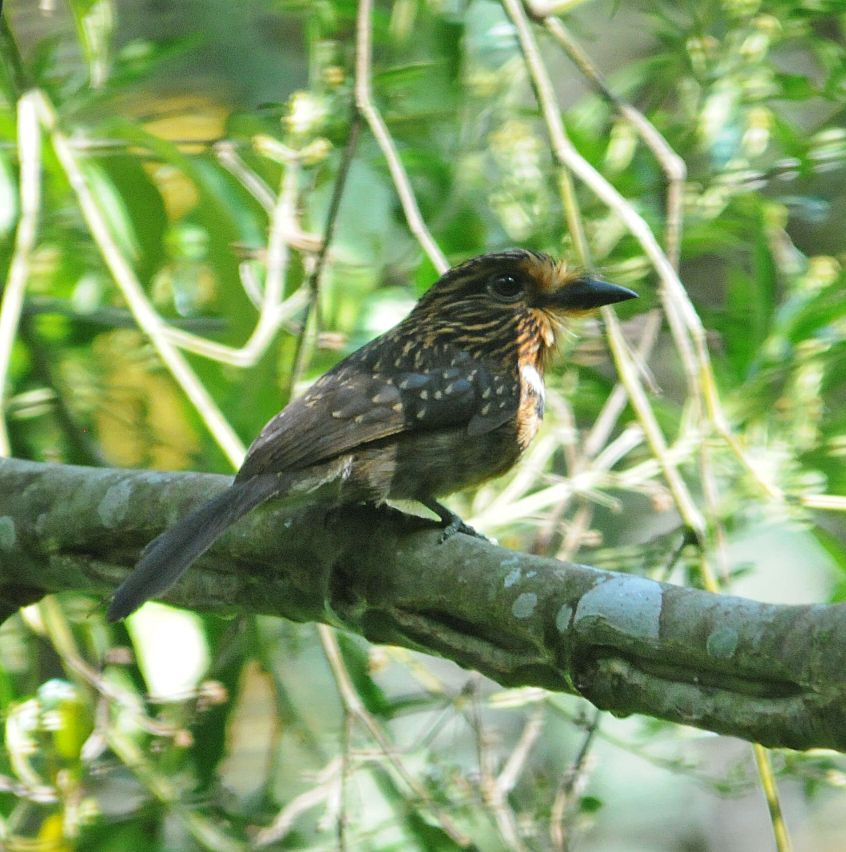 Image of Crescent-chested Puffbird