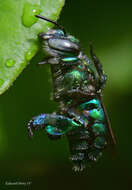 Image of Dilemma Orchid Bee