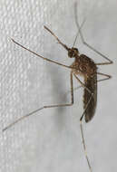 Image of Western Encephalitis Mosquito