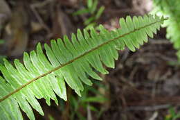 Image of Streamside Sword Fern