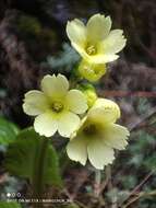 Image of Primula elongata Watt