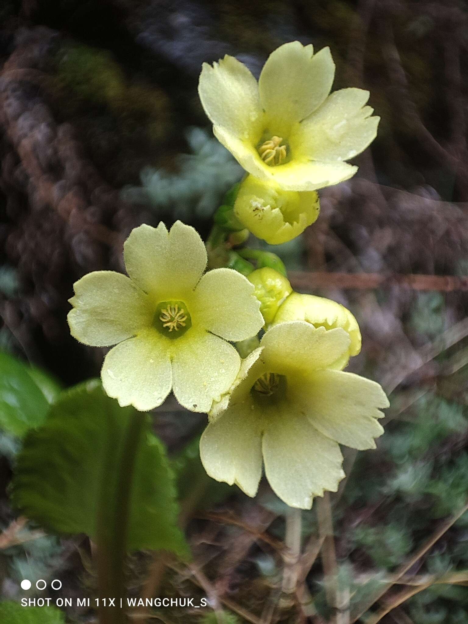 Image of Primula elongata Watt