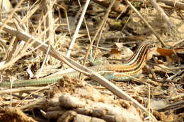 Image of Aspidoscelis guttatus (Wiegmann 1834)