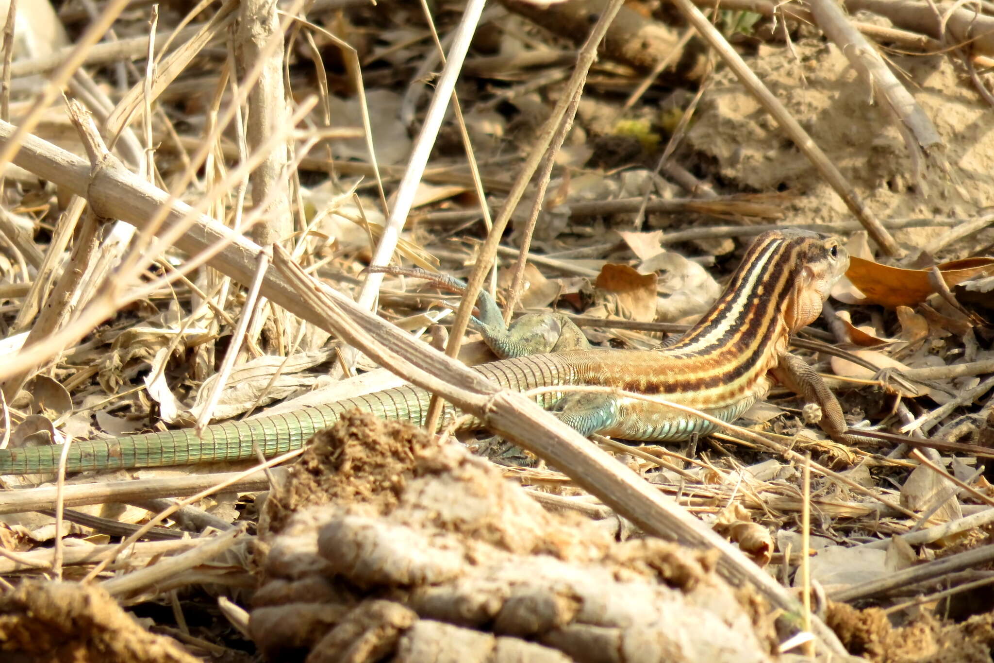 Plancia ëd Aspidoscelis guttatus (Wiegmann 1834)