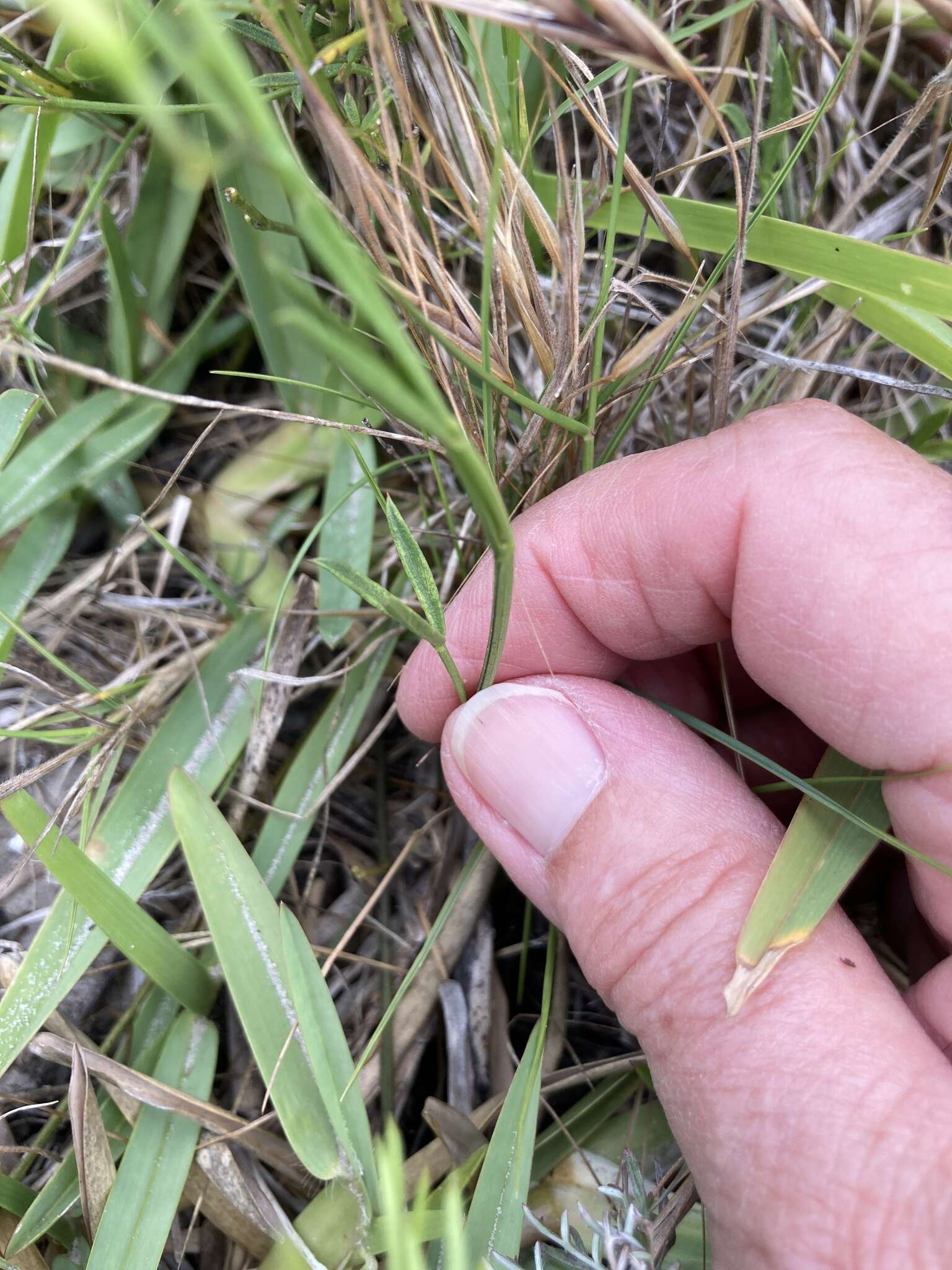 Image of Psoralea glaucina Harv.