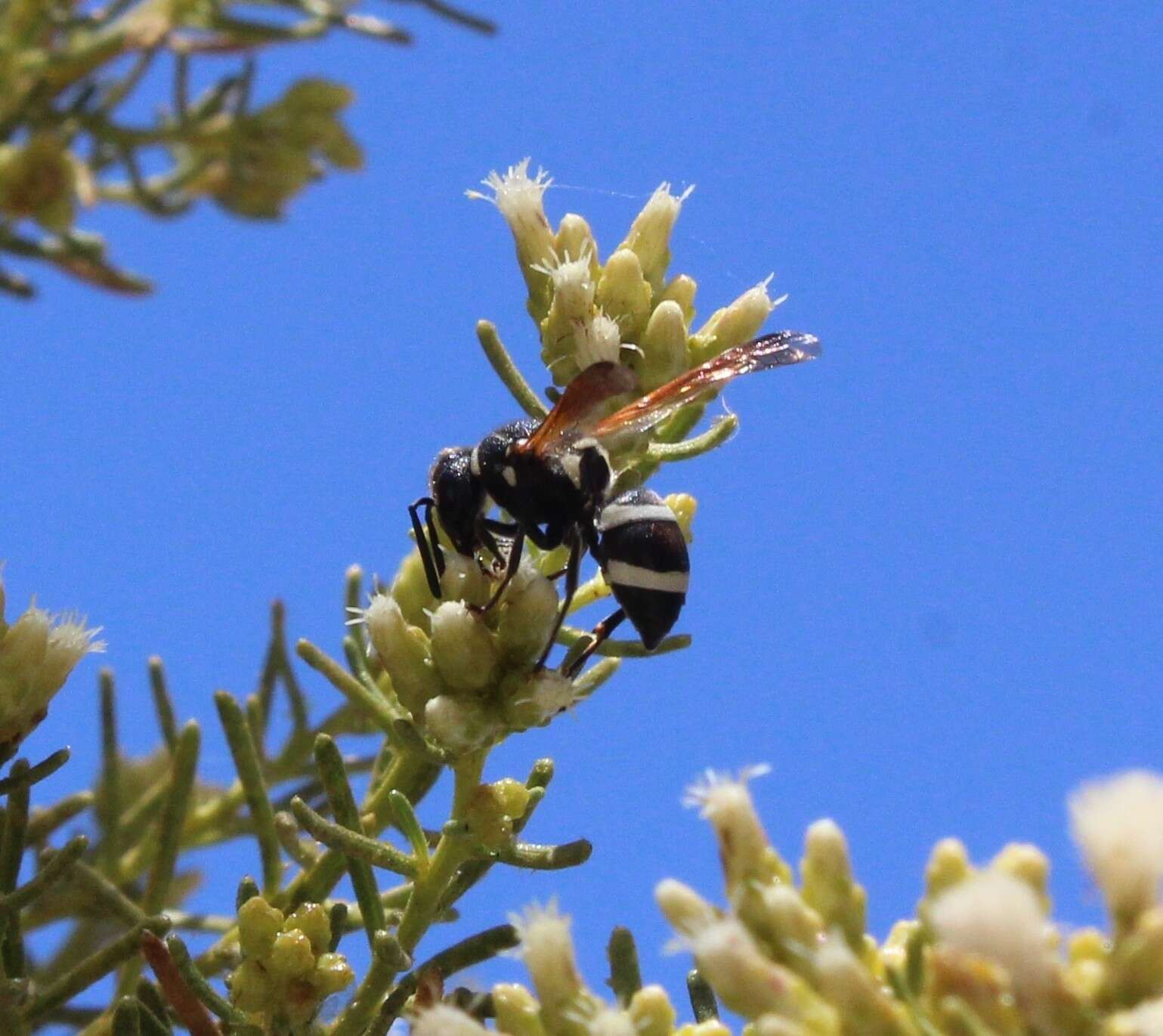 Image of Pachodynerus gayi (Spinosa 1851)