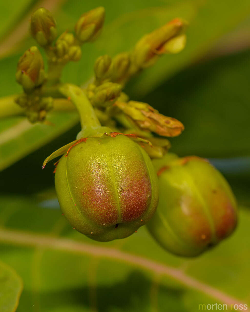 Image of Jatropha unicostata Balf. fil.