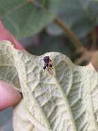 Image of Clubbed Treehopper