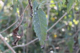 Image of Verbesina robinsonii (Klatt) Fern. ex B. L. Rob. & Greenm.