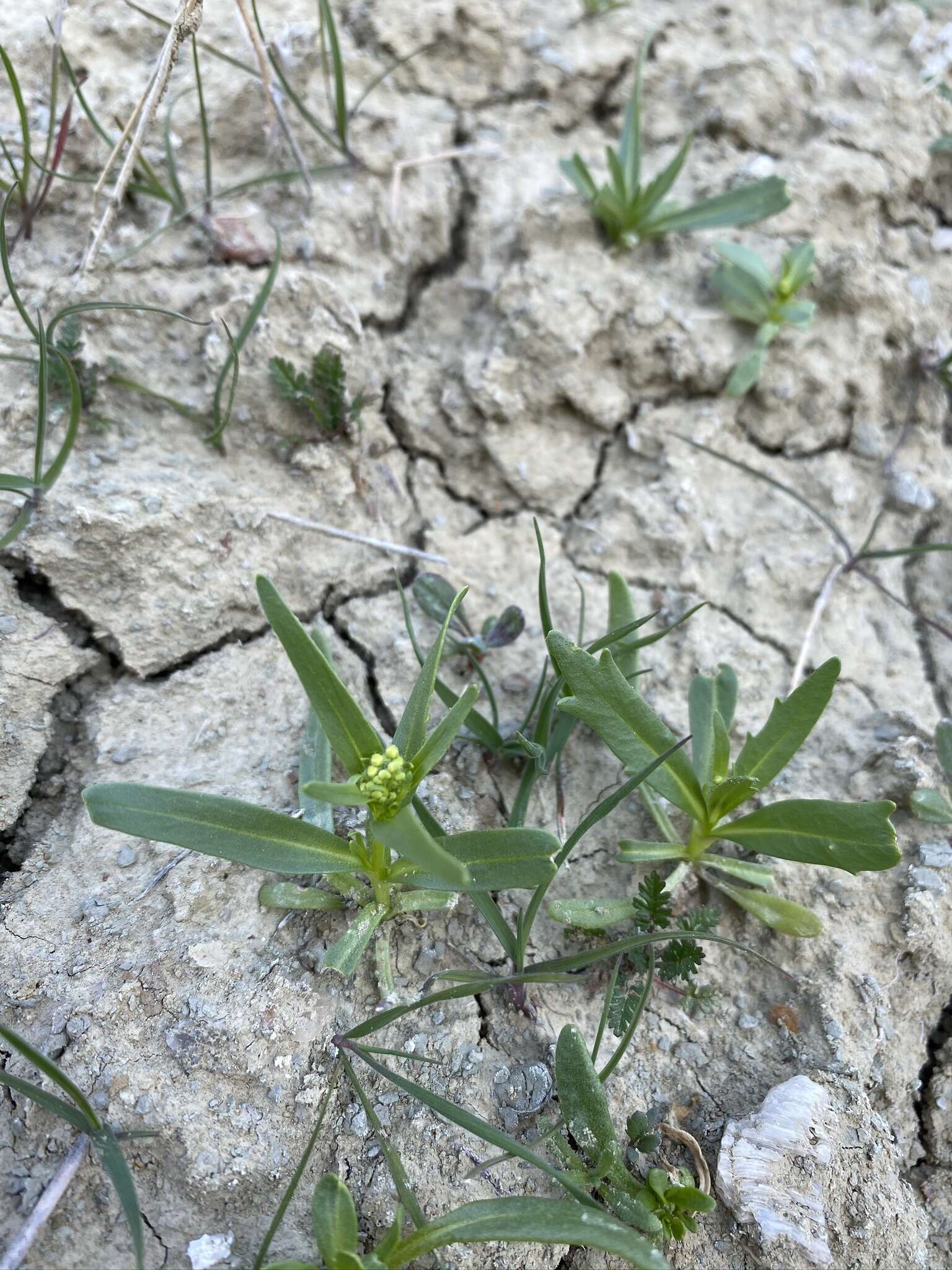 Image de Lepidium jaredii subsp. album