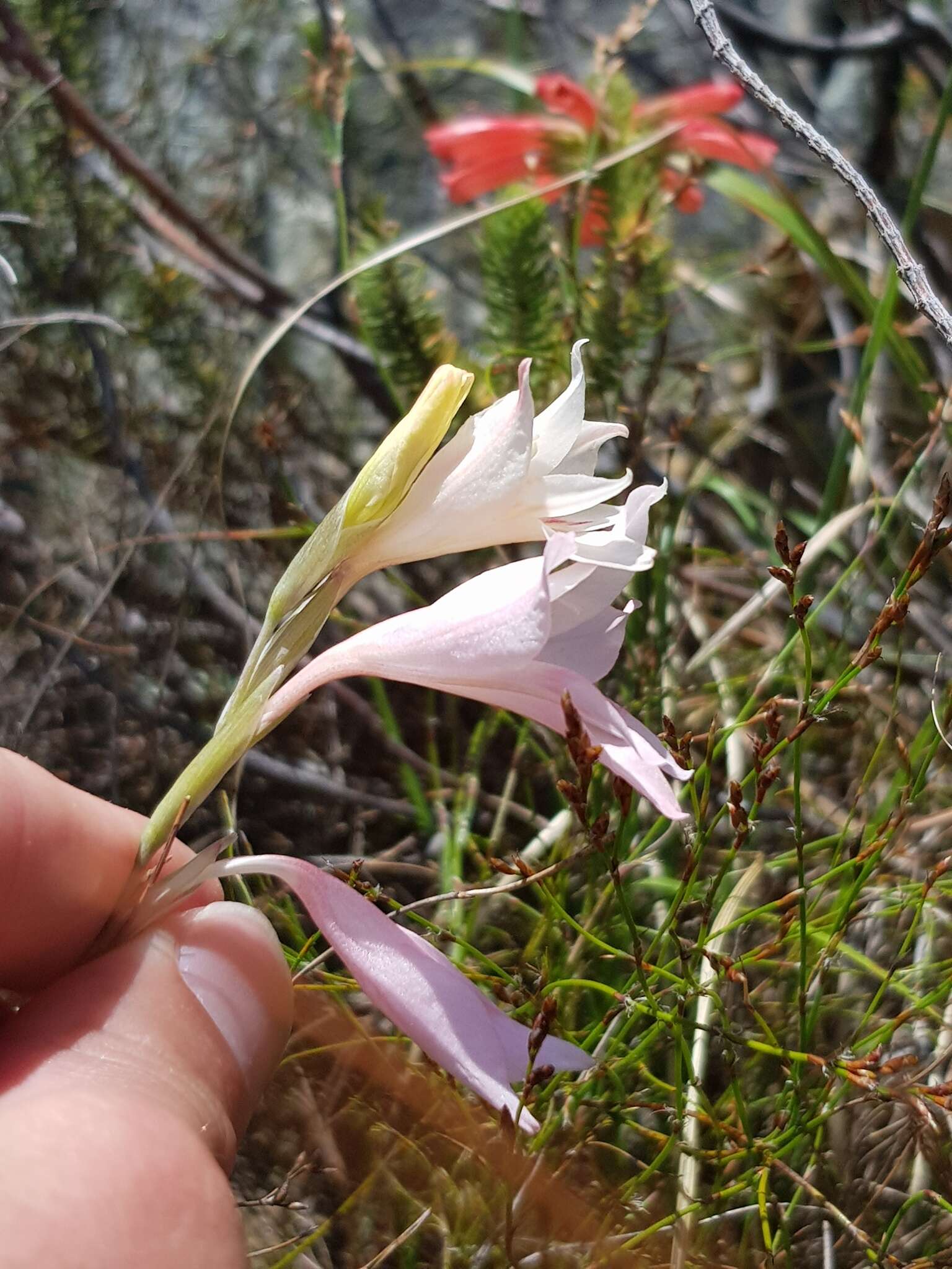 Gladiolus monticola Goldblatt & J. C. Manning resmi