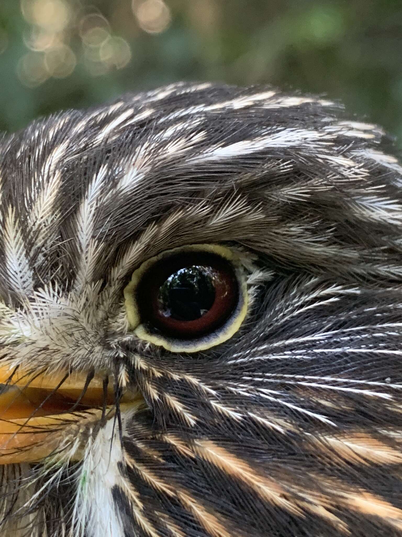 Image of Semicollared Puffbird