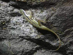 Image of Big-scaled Anole