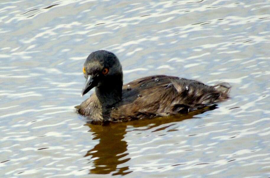 Imagem de Tachybaptus dominicus (Linnaeus 1766)