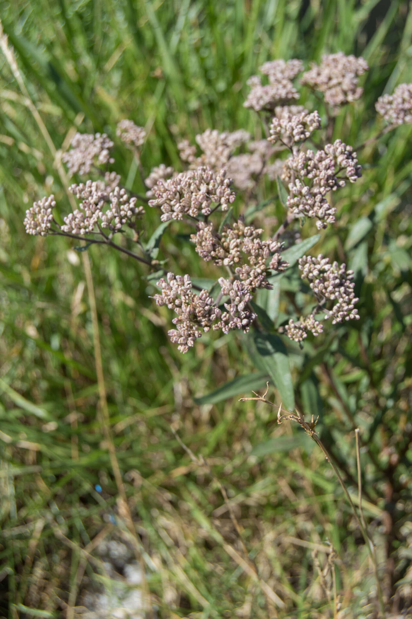 صورة Campovassouria cruciata (Vell.) R. King & H. Rob.