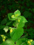 Image of Scrophularia vernalis L.