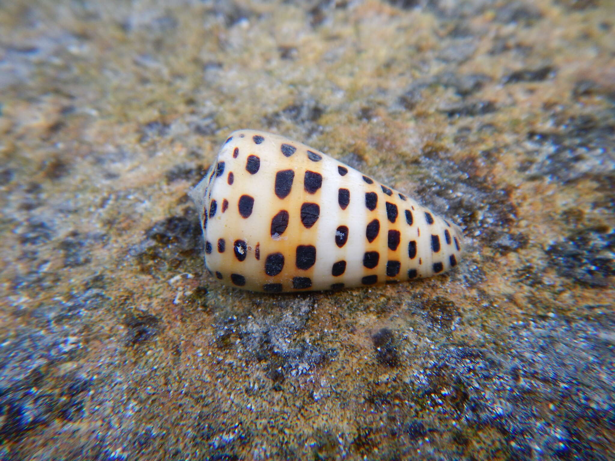 Image of ivory cone