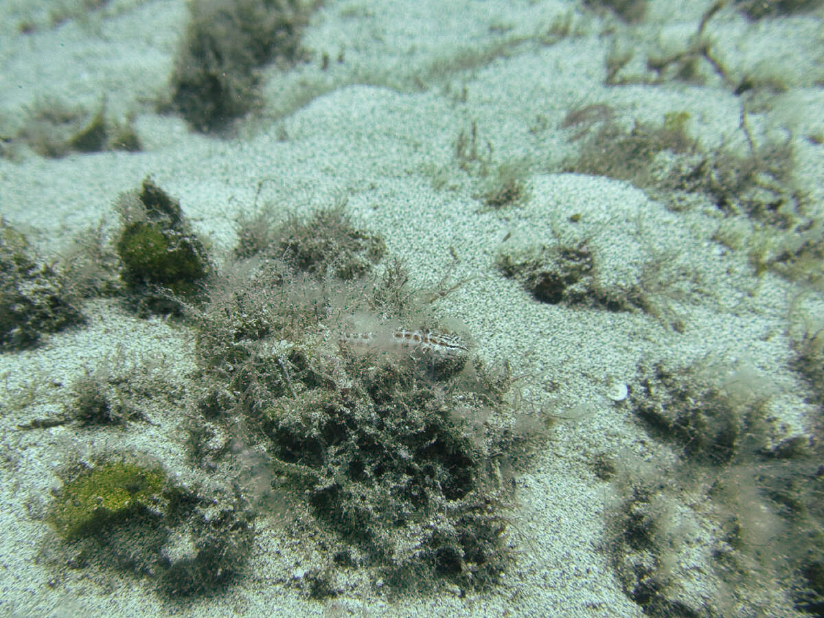 Image of Parapercis schauinslandi