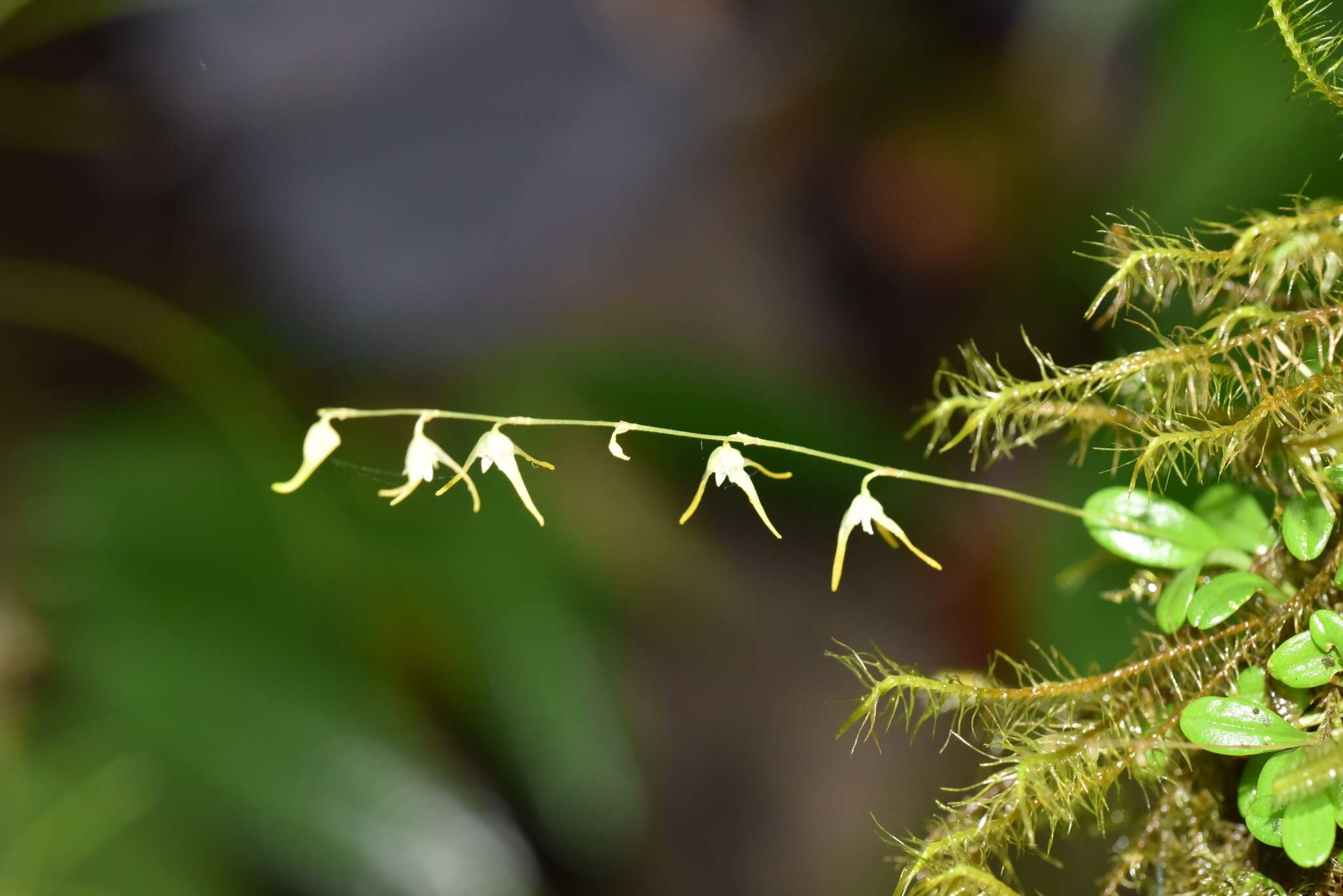 Image of Specklinia morganii (Luer) Luer