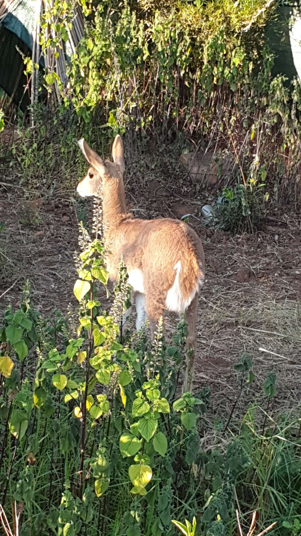 Image of Mountain Reedbuck