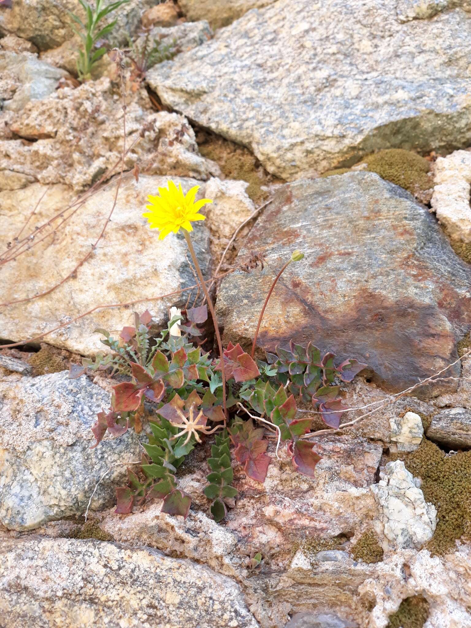 Image of Hyoseris lucida L.